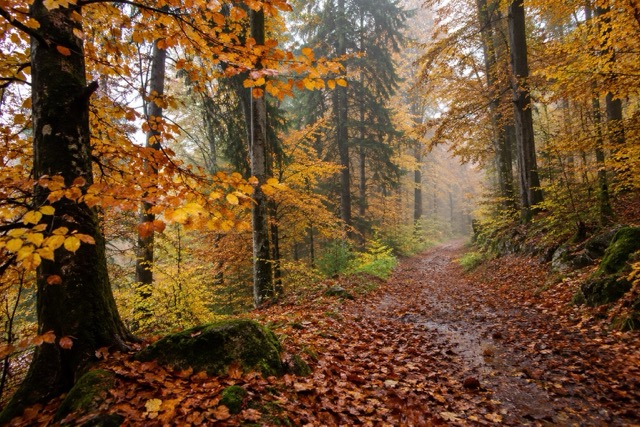 Draussen im Wald und an der frischen Luft