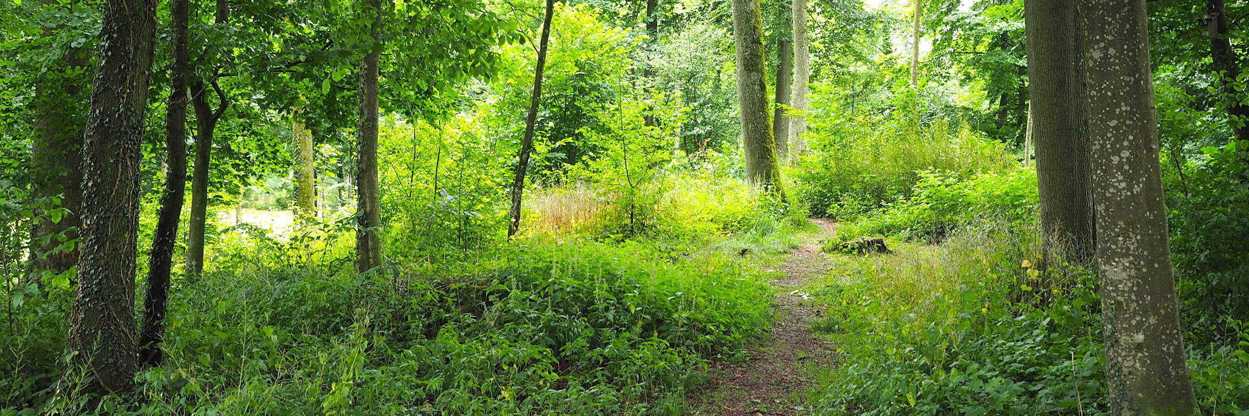 Waldzugänglichkeit (für Alle)